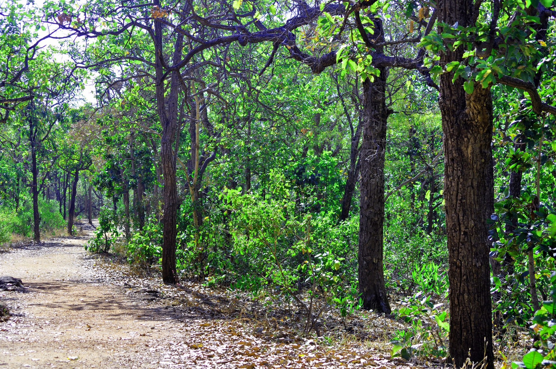 trees forest foliage free photo