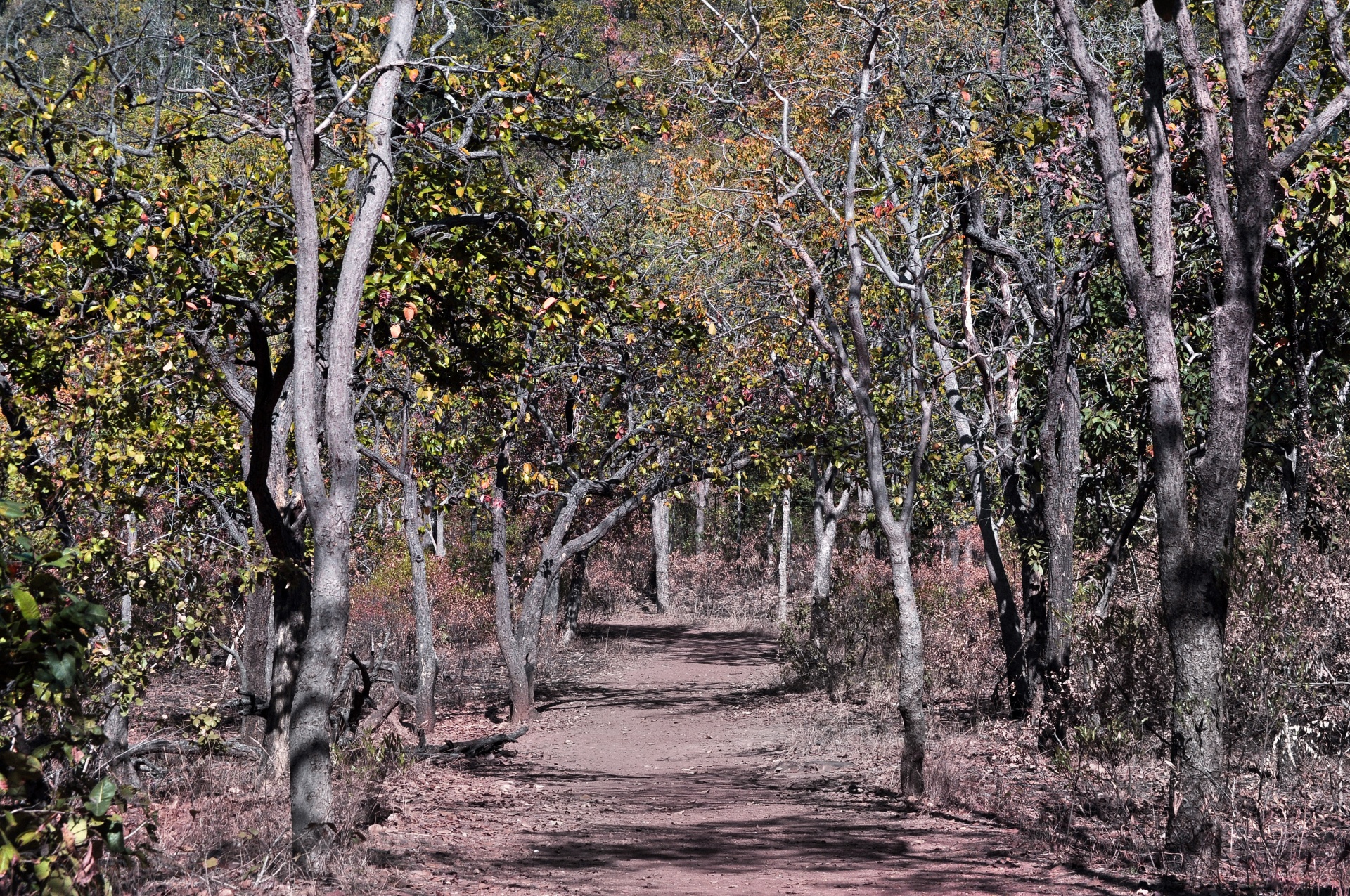 trees forest foliage free photo