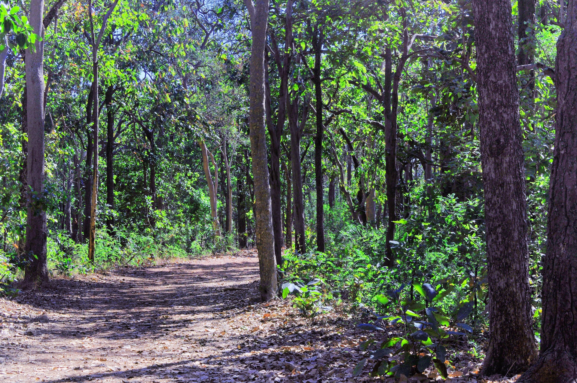 trees foliage forest free photo