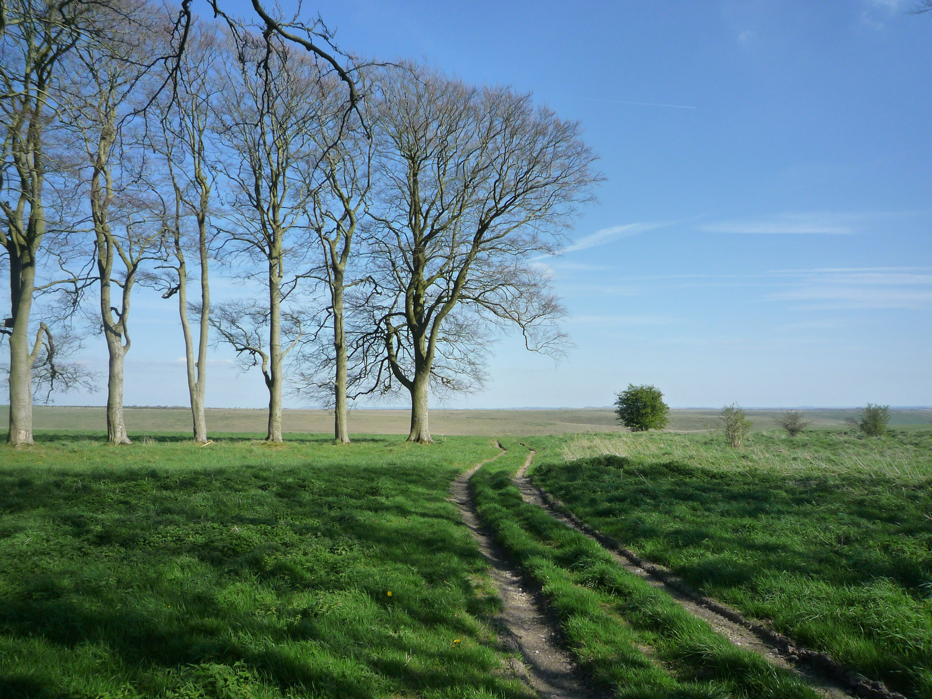 landscape trees grass free photo