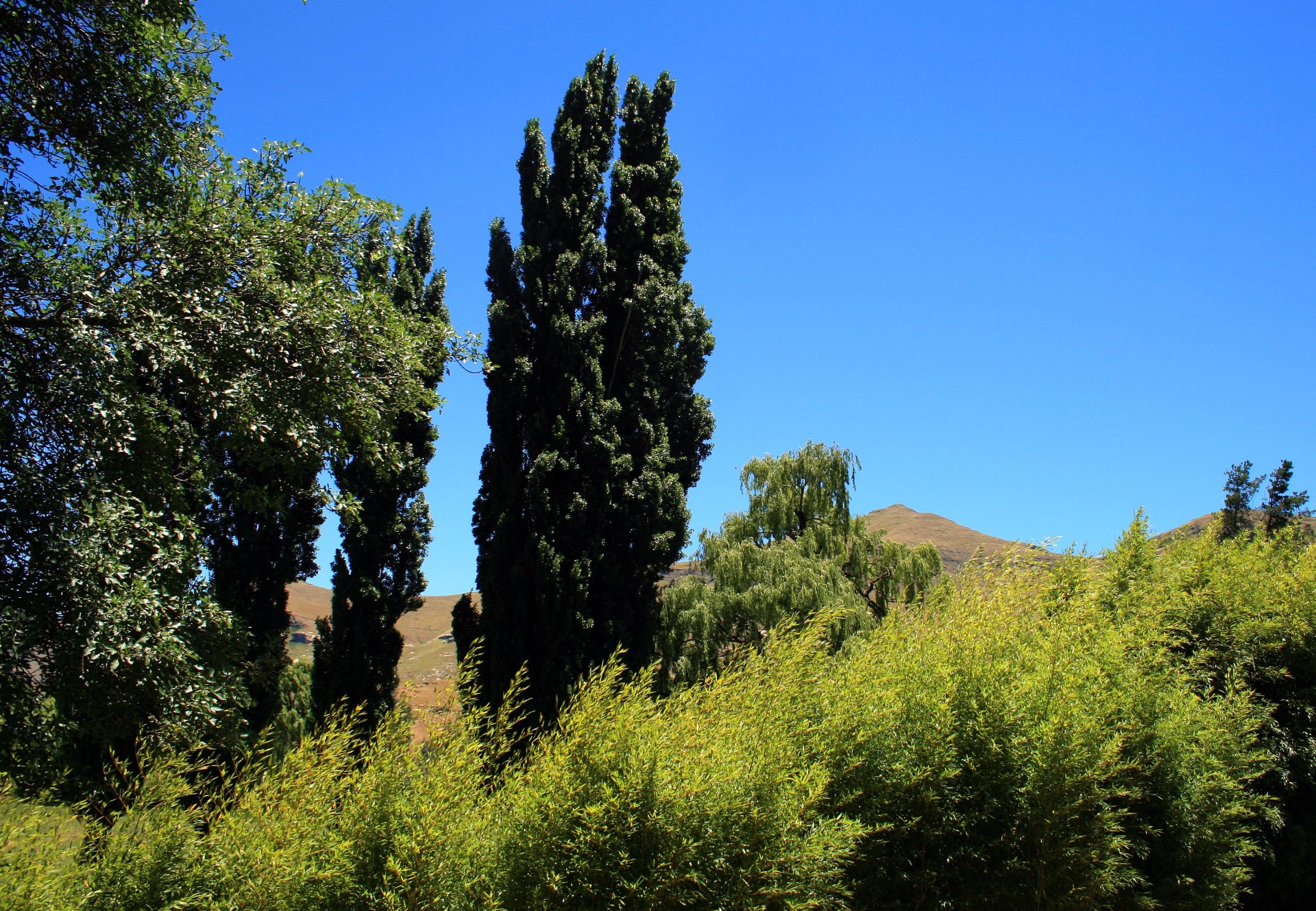 trees green shades free photo