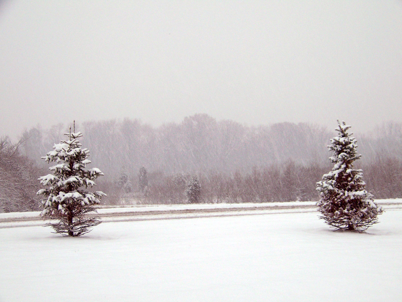 snow evergreen trees free photo