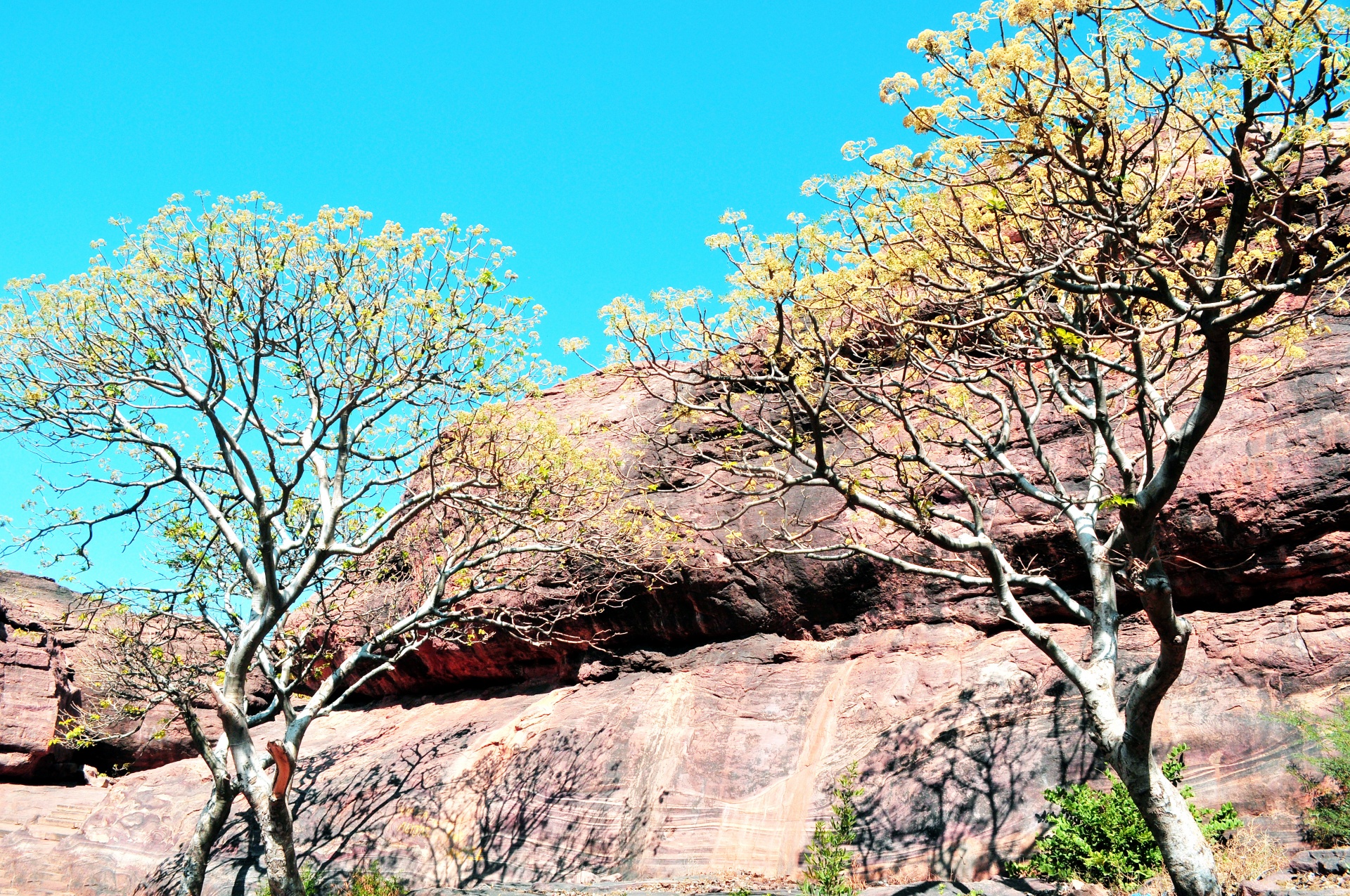 rock stone trees free photo