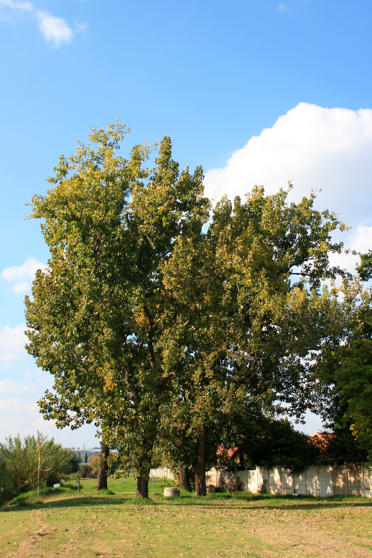 trees tall park free photo