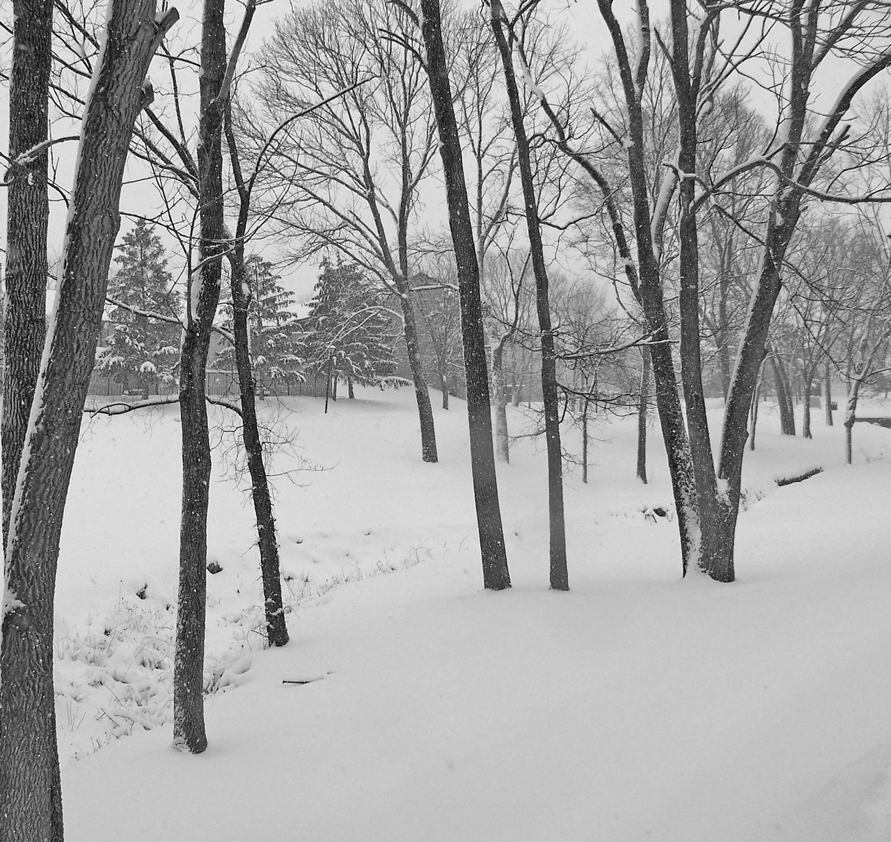 trees snow christmas free photo