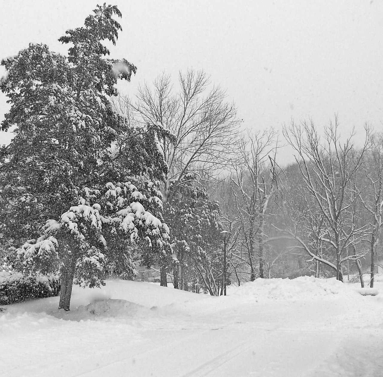 trees snow christmas free photo
