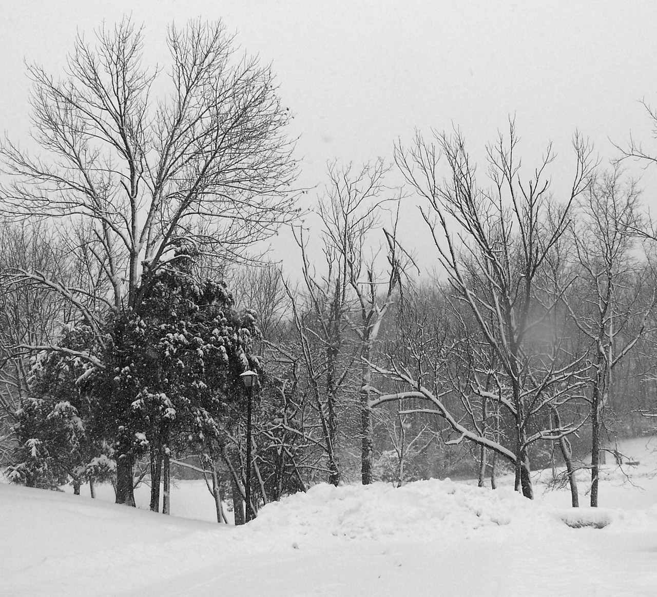 trees snow christmas free photo