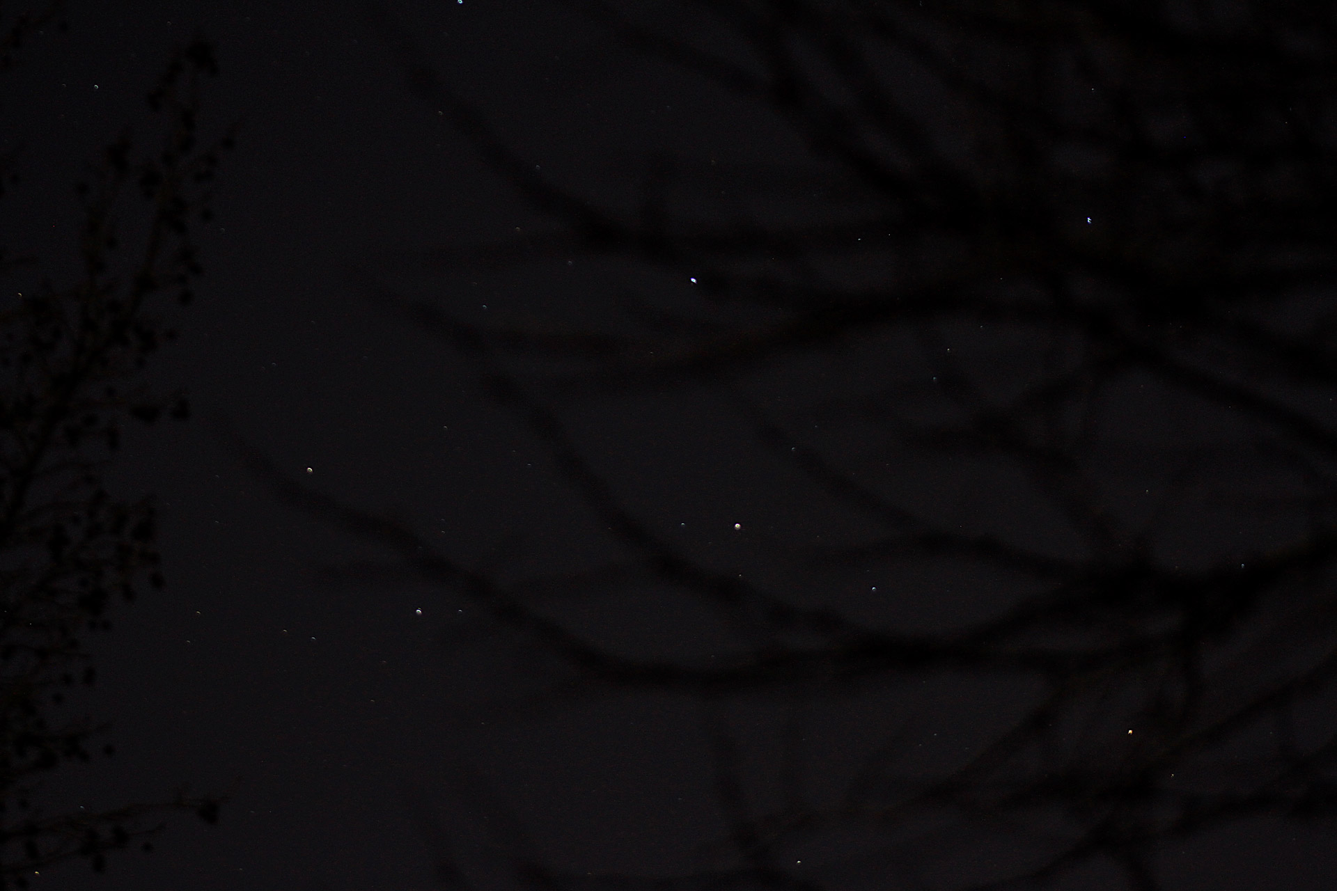 night sky trees branches free photo