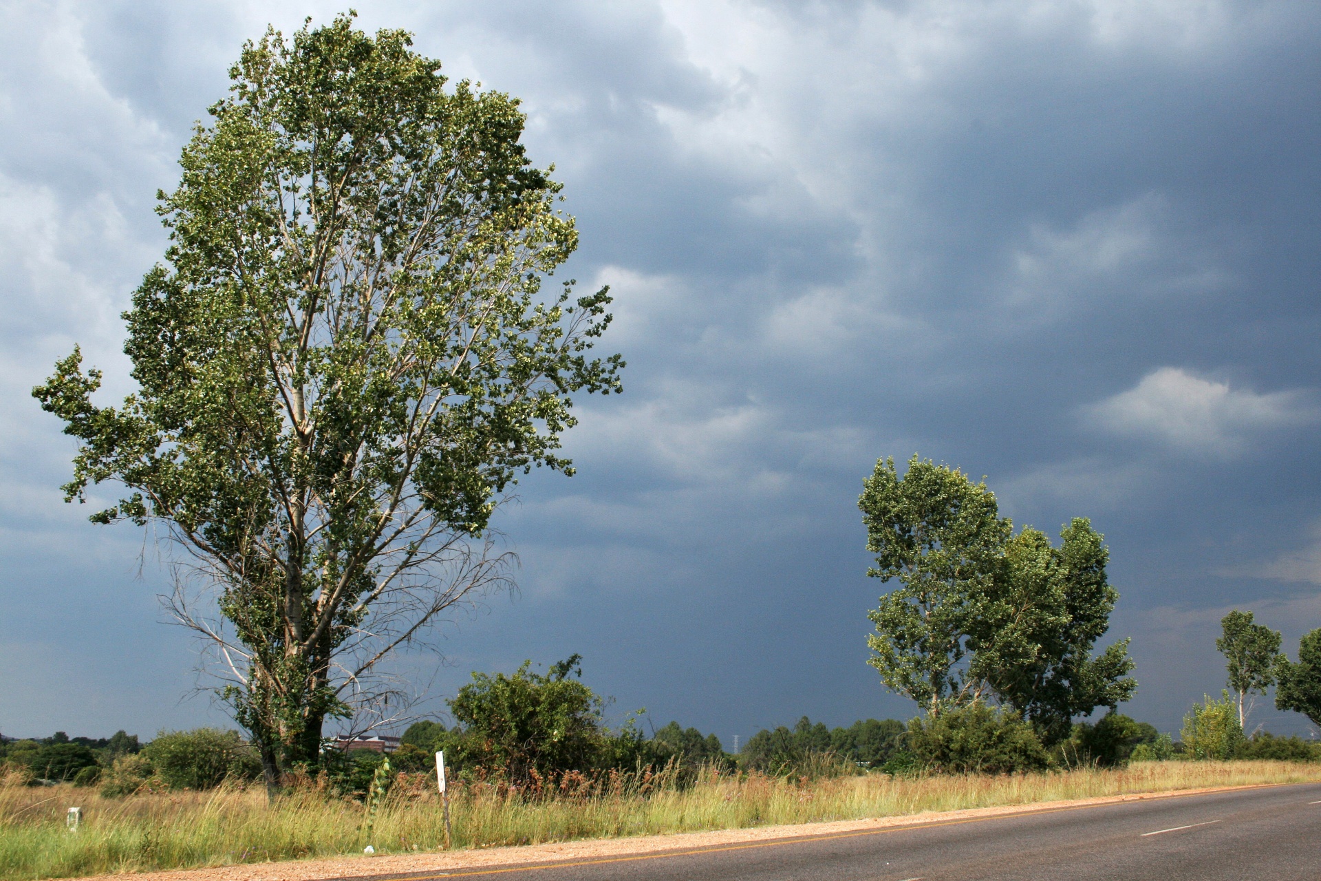 trees poplar clouds free photo