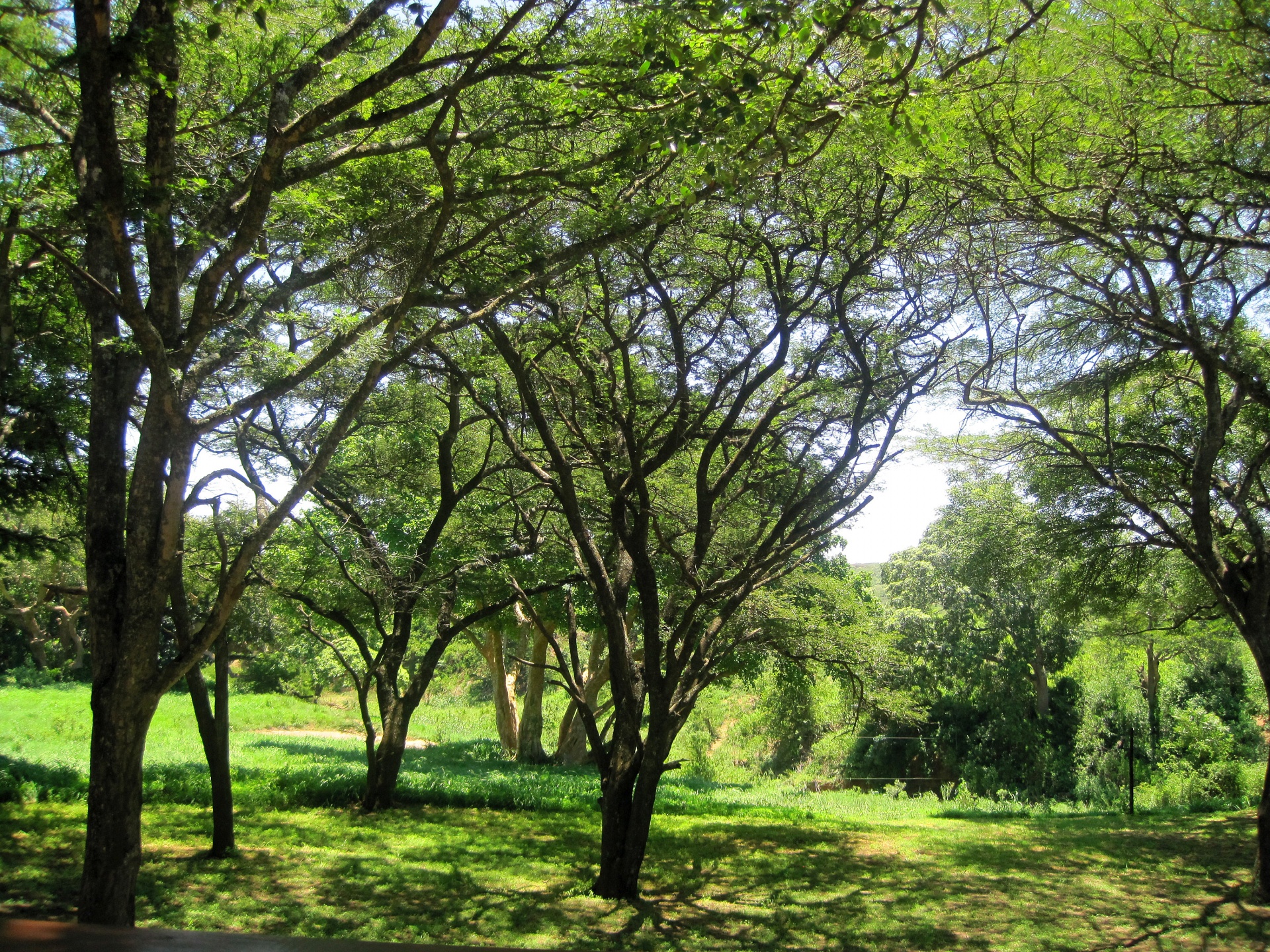 trees bush brush free photo