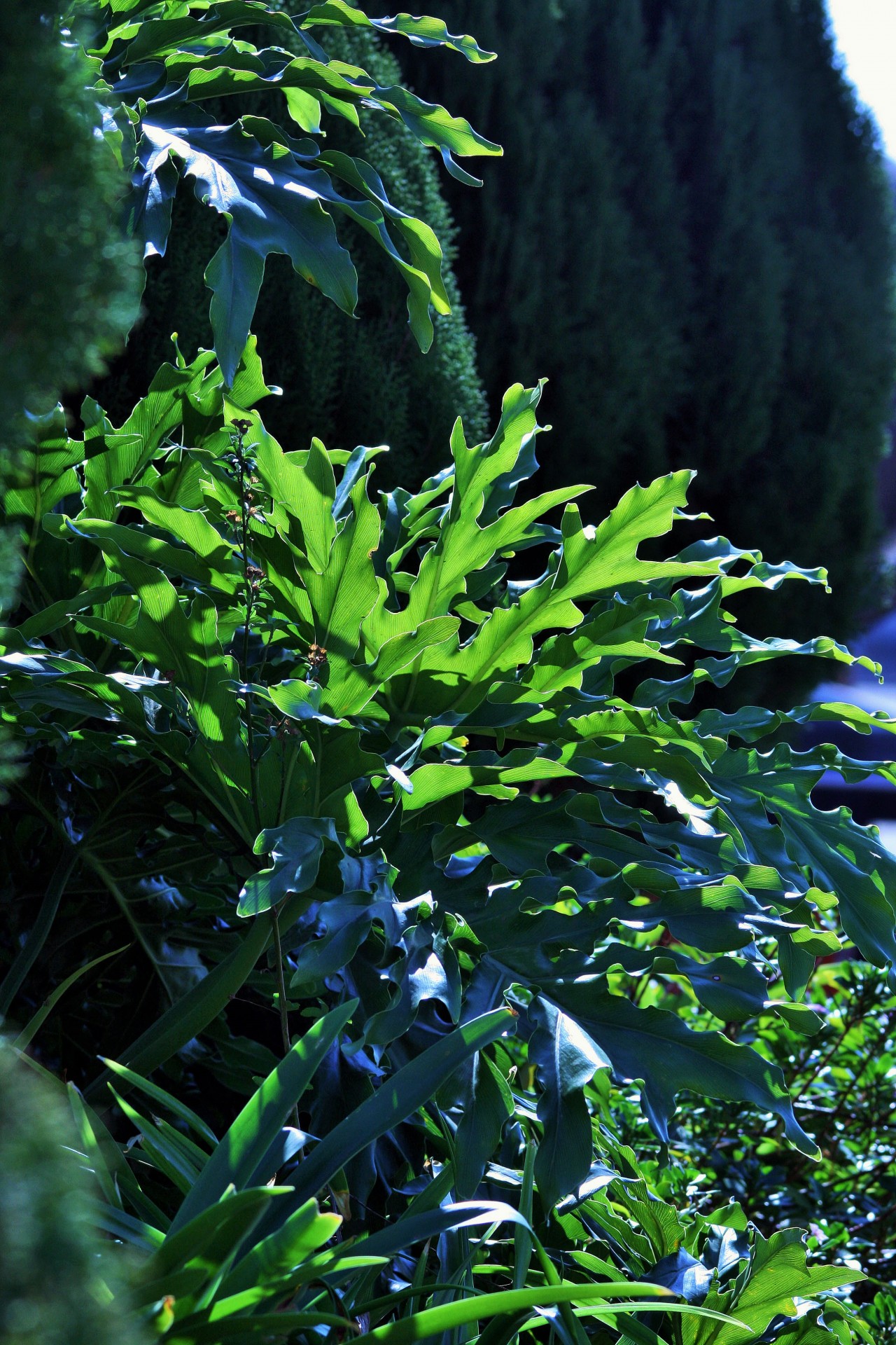 trees conifers plants free photo