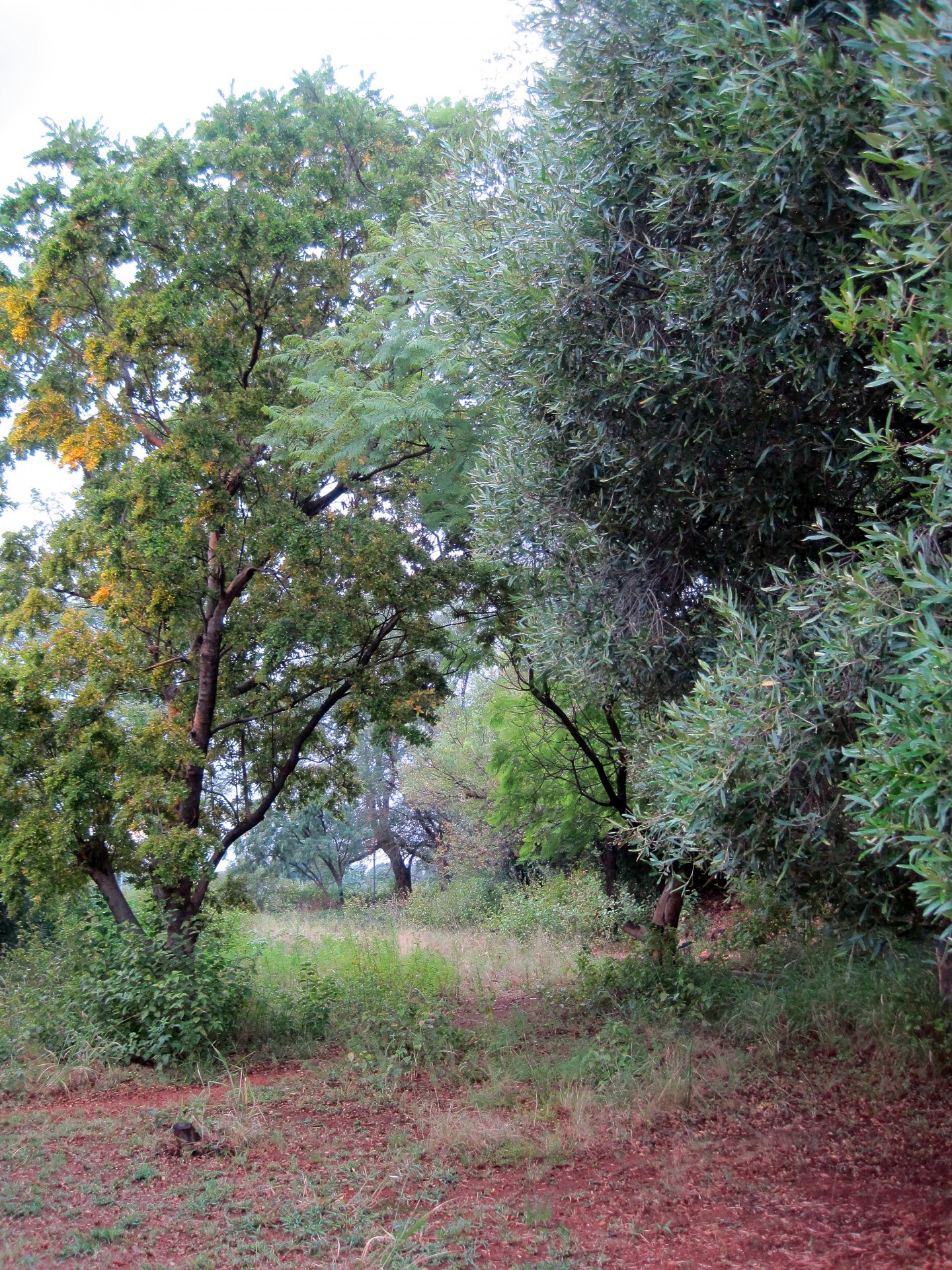 tree veld green free photo
