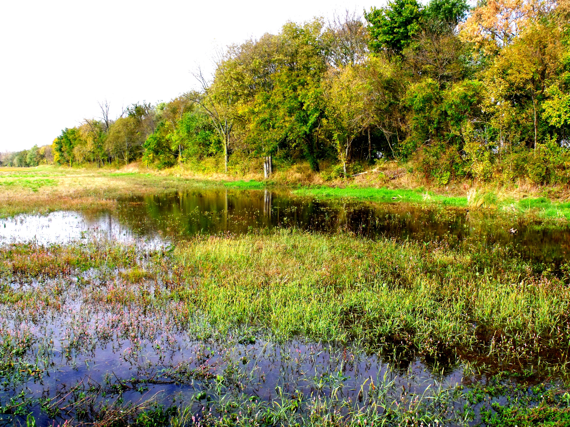 river trees trees at edge of river free photo