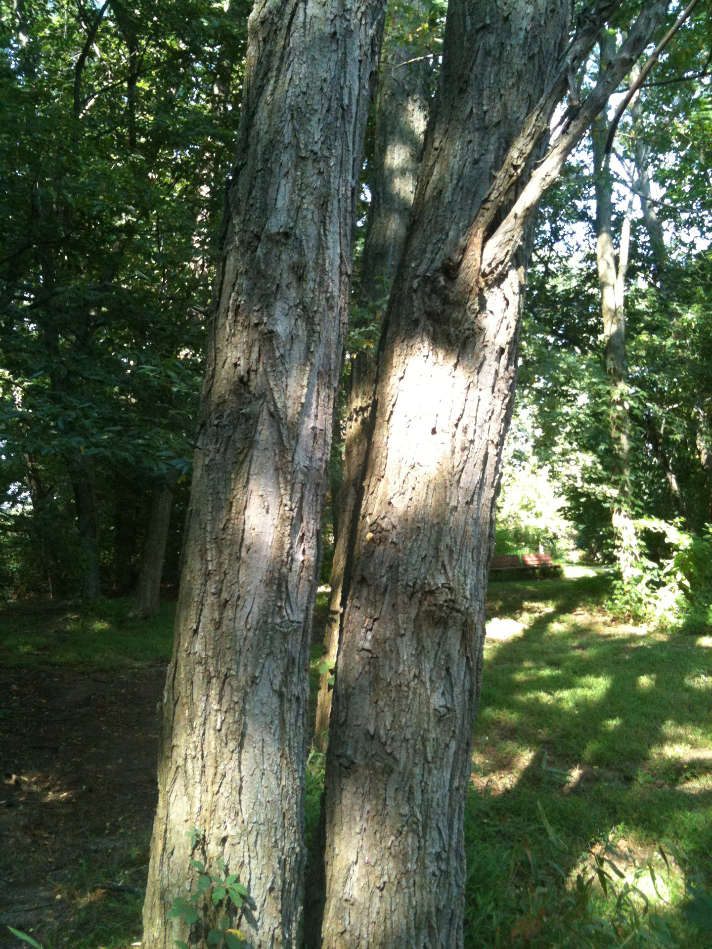 nature trees green free photo