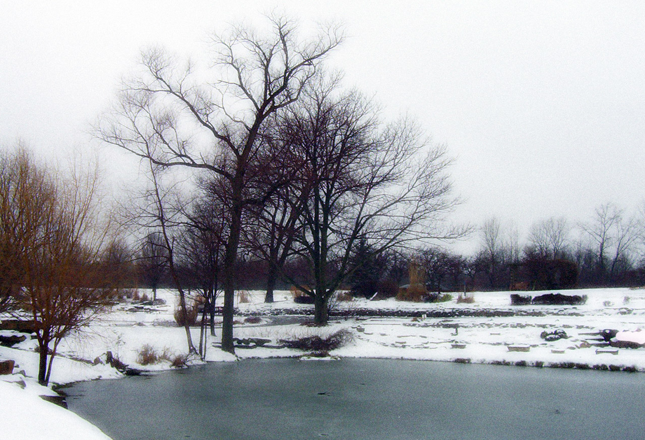 trees pond snow free photo