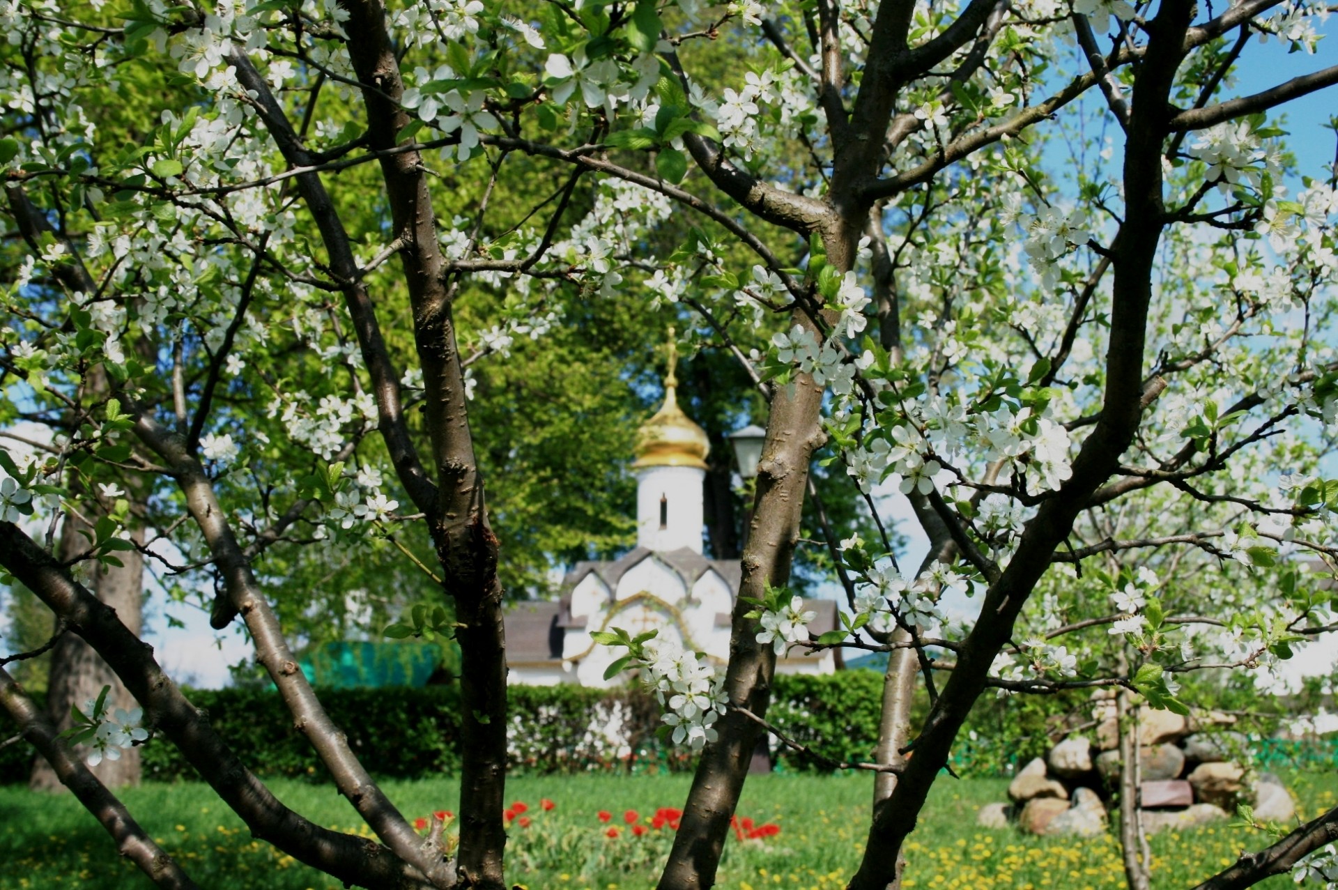 trees branches blossoms free photo