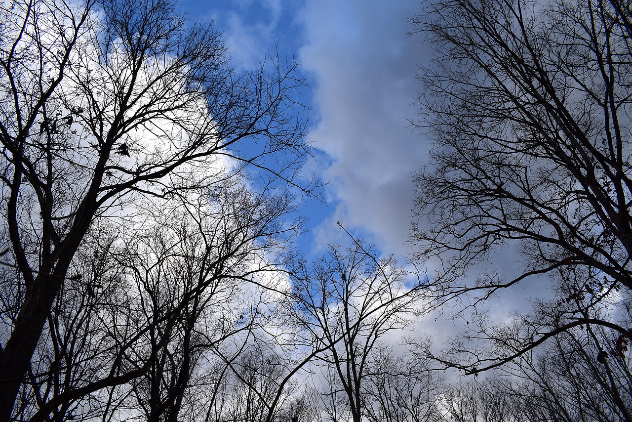 trees branches fluffy clouds blue sky free photo