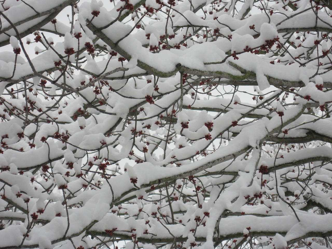trees branches snow fruit free photo