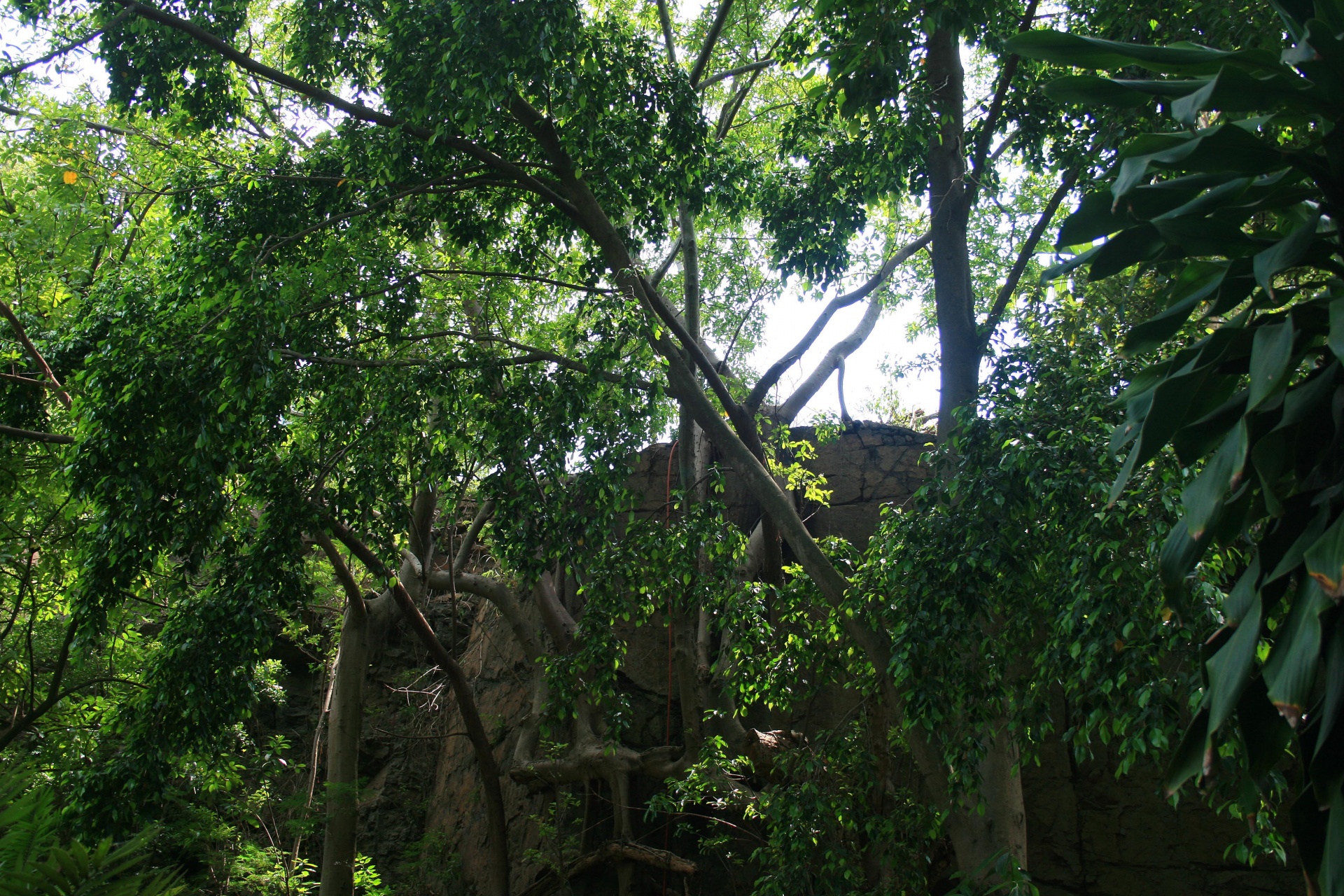 trees dense leaves free photo