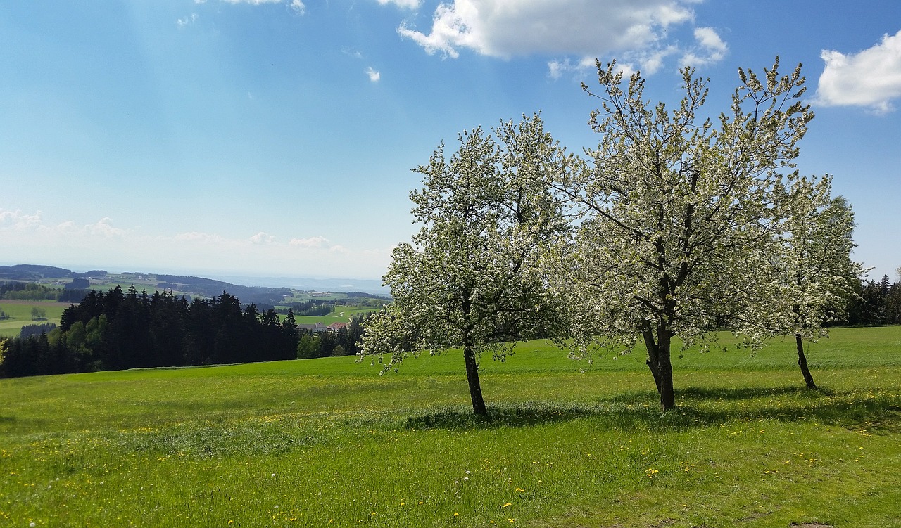 trees flower old eastern tree free photo