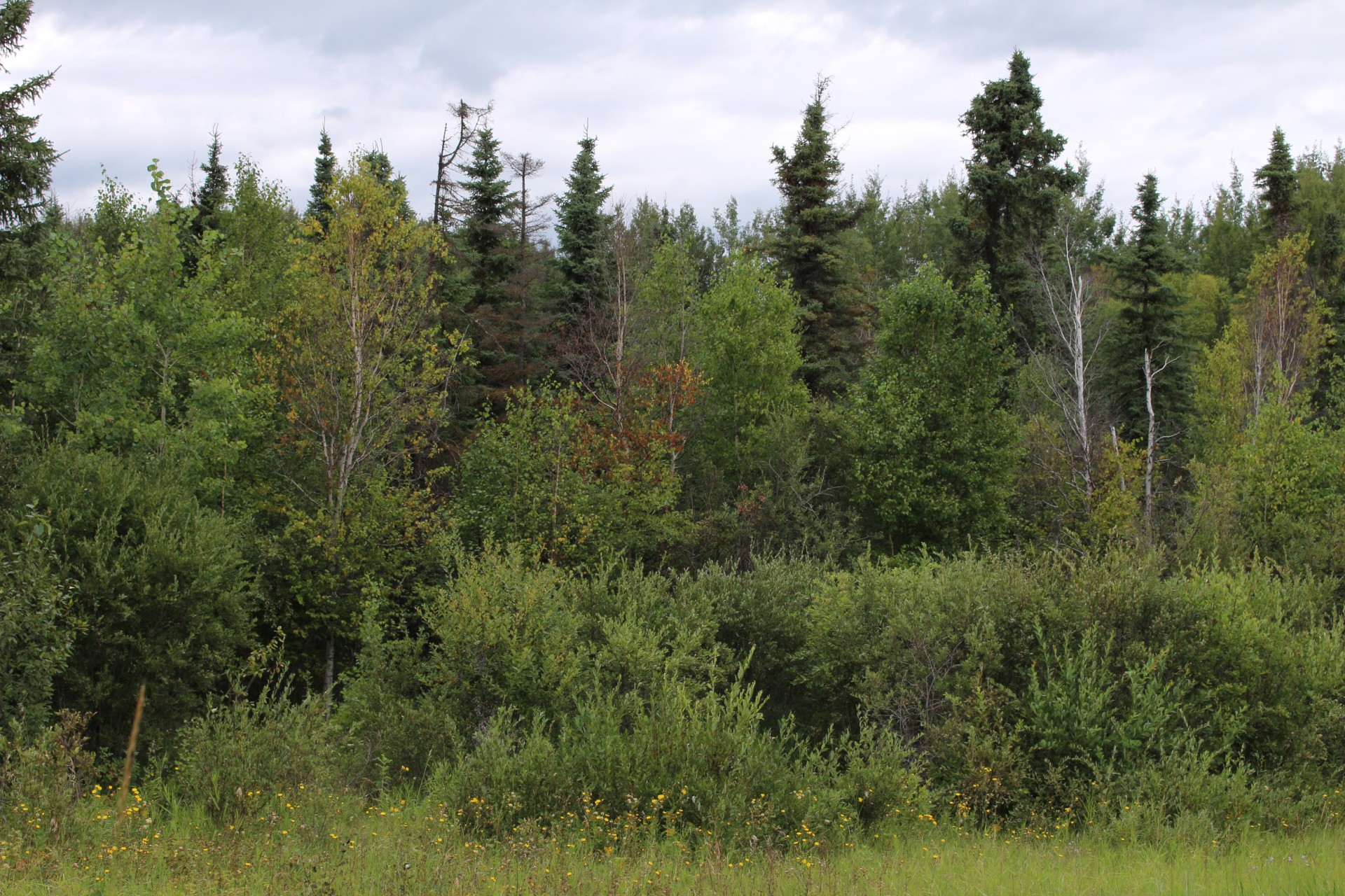 trees forest bush free photo