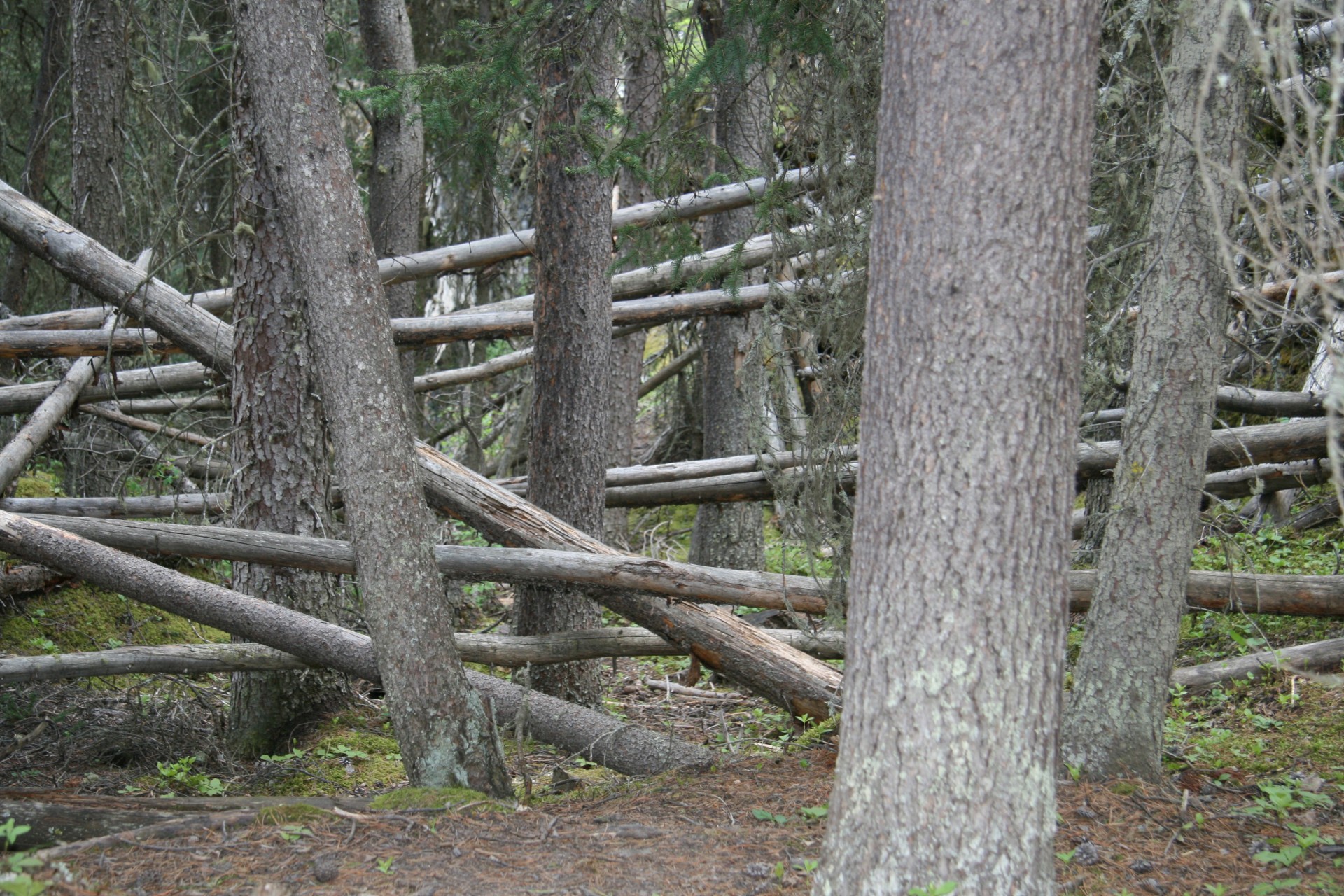 trees forest trees forest free photo