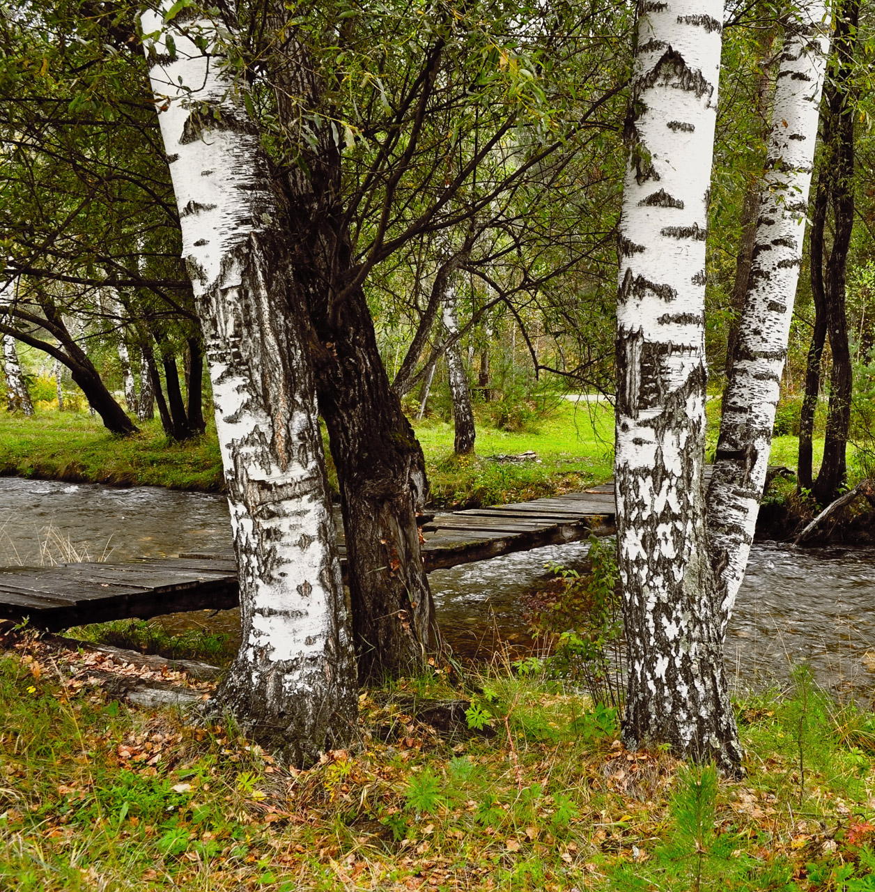 river birch trees free photo