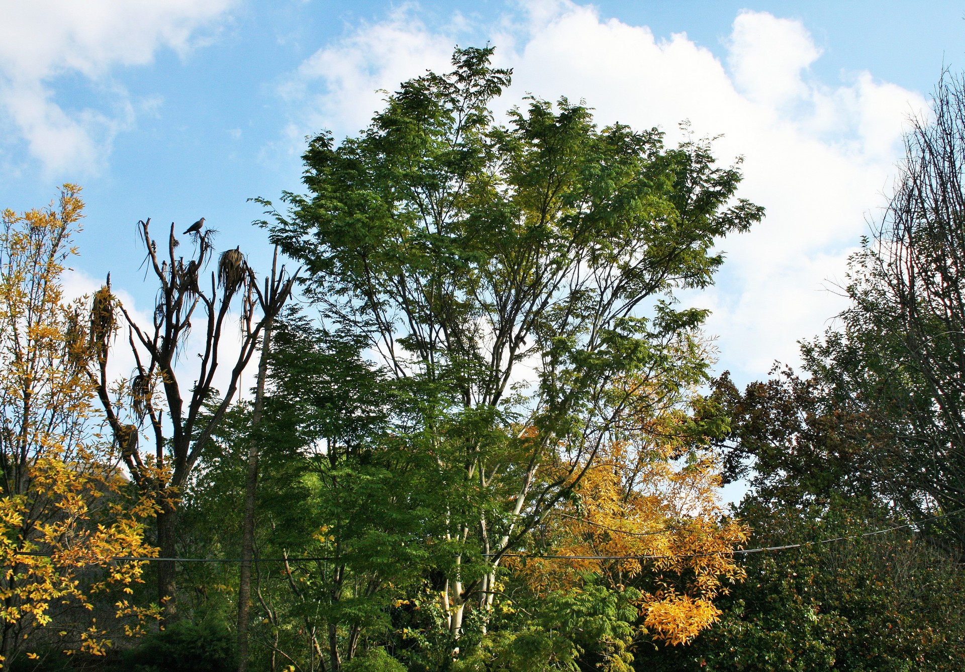 trees changing yellow free photo