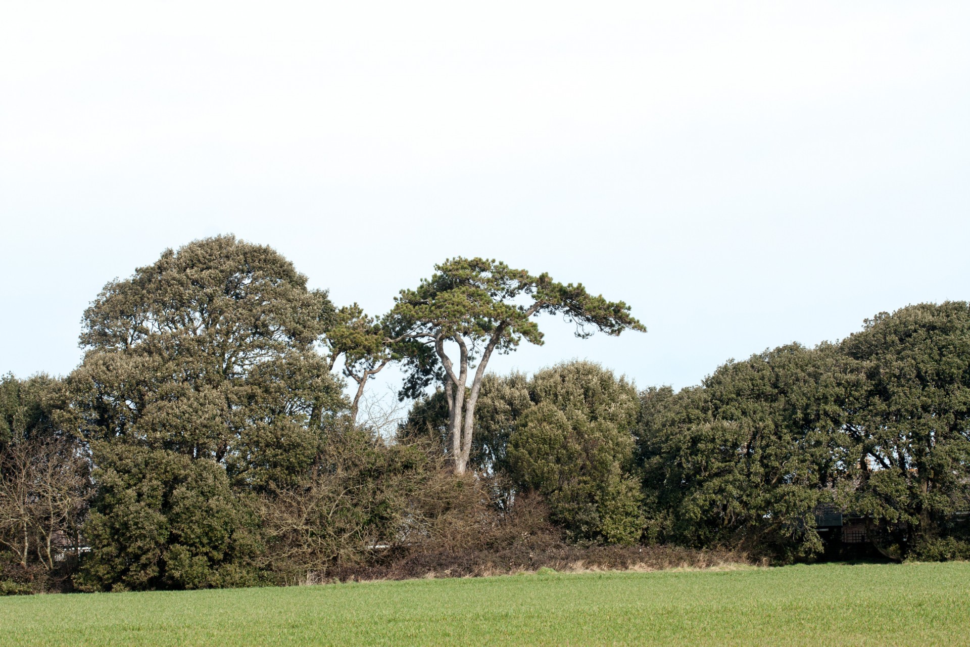 trees tree countryside free photo