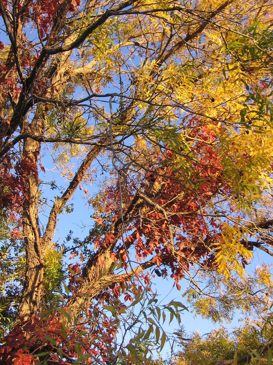 fall trees seasons free photo