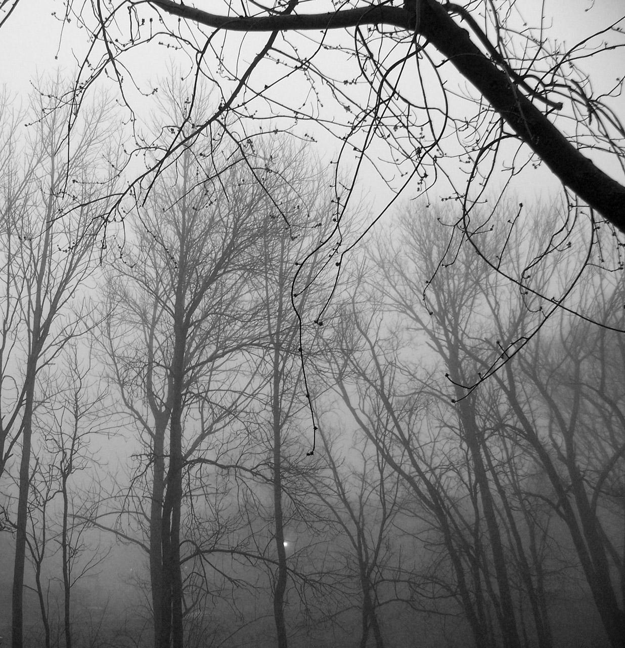 trees fog trees in fog free photo