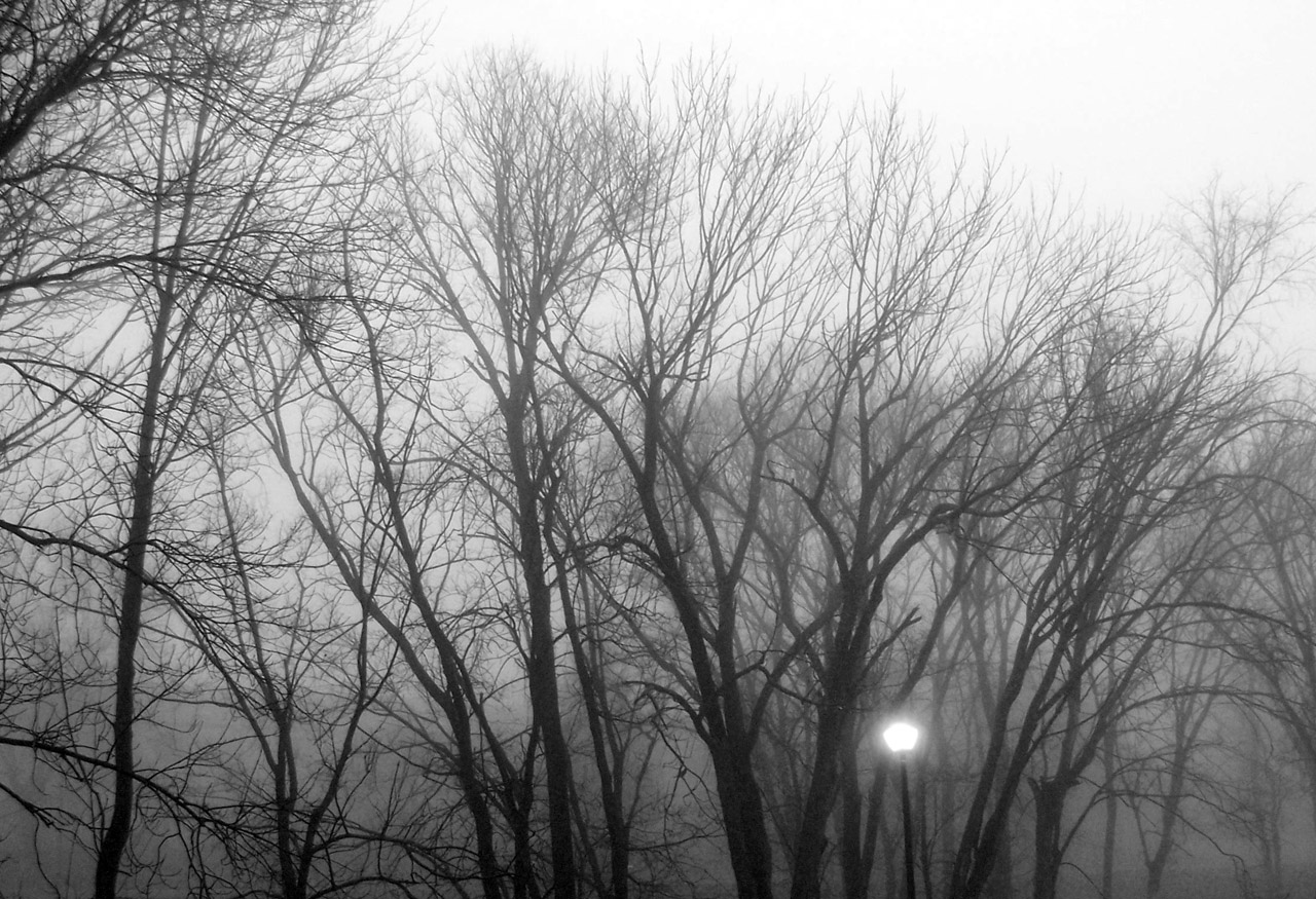 trees fog trees in fog free photo