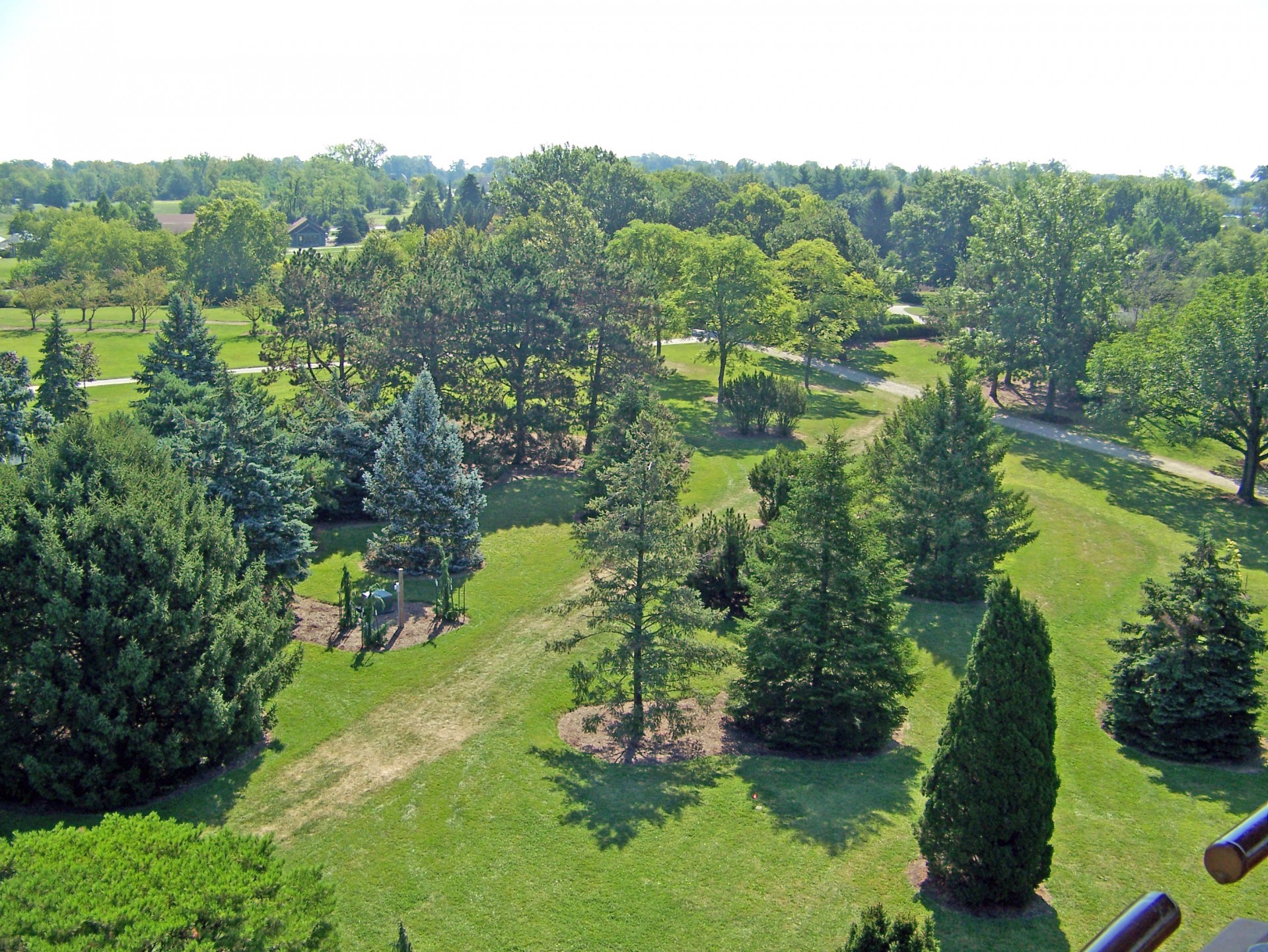 trees park summer free photo