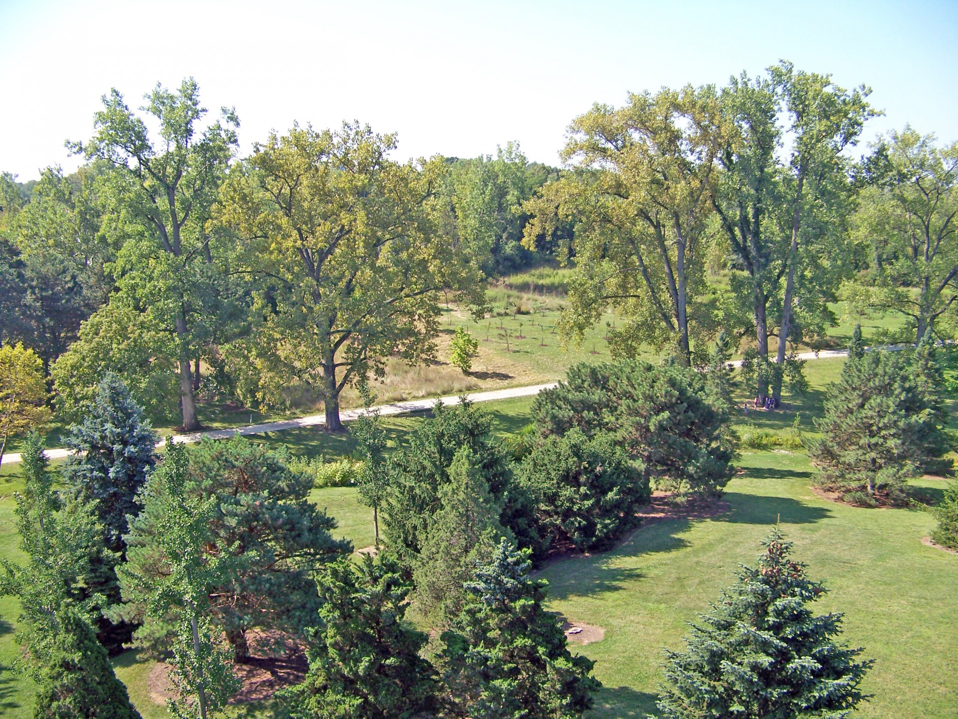 trees park summer free photo