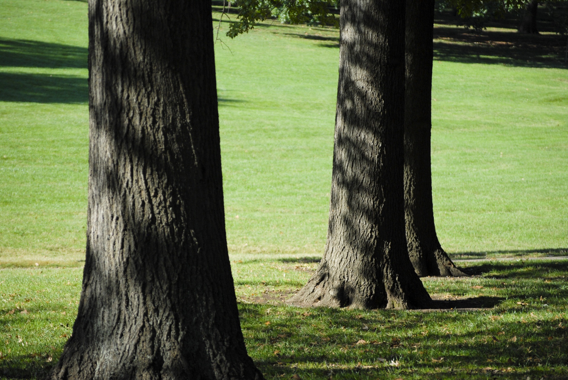 park trees grass free photo