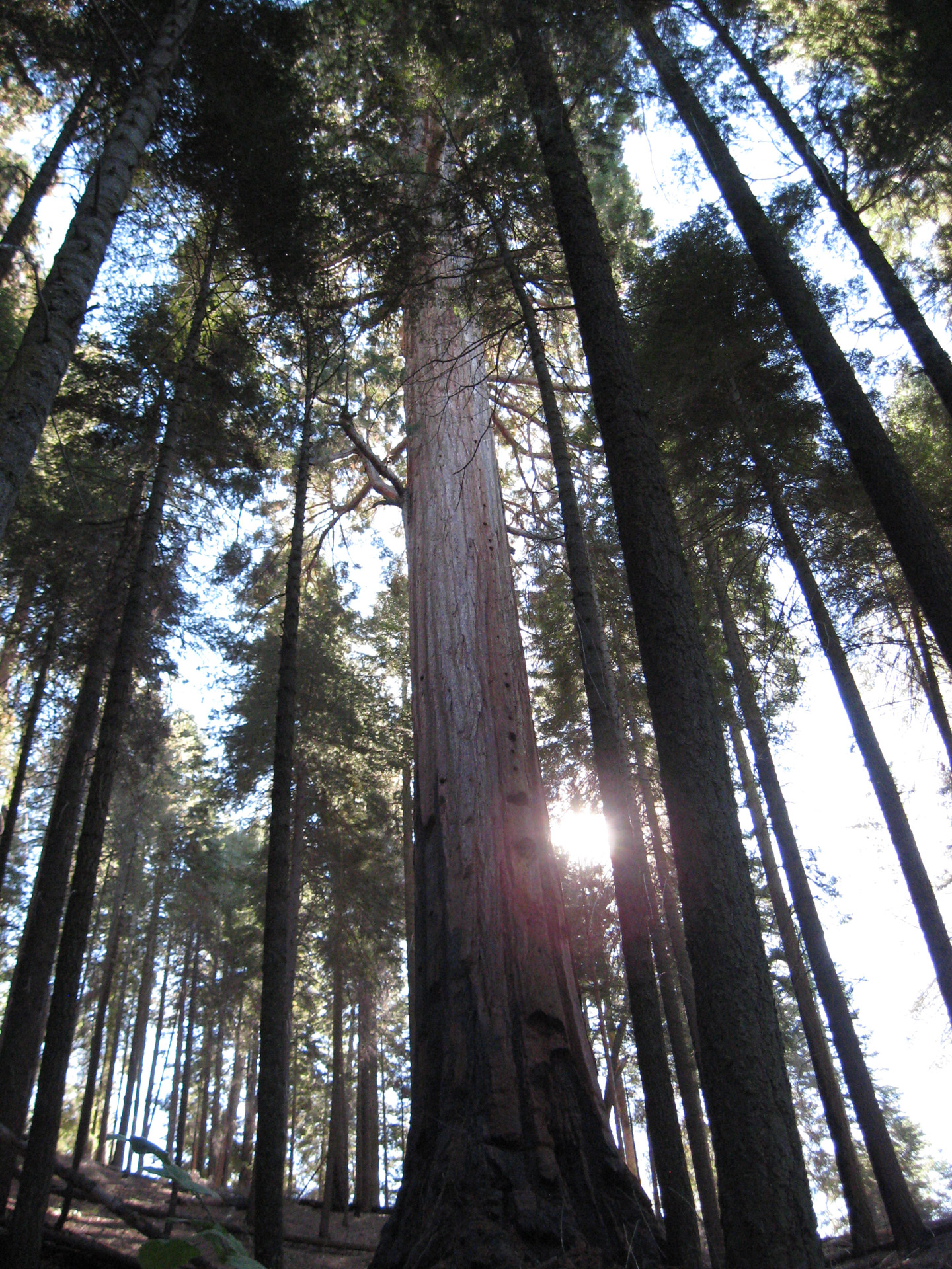 trees tall sequoia free photo