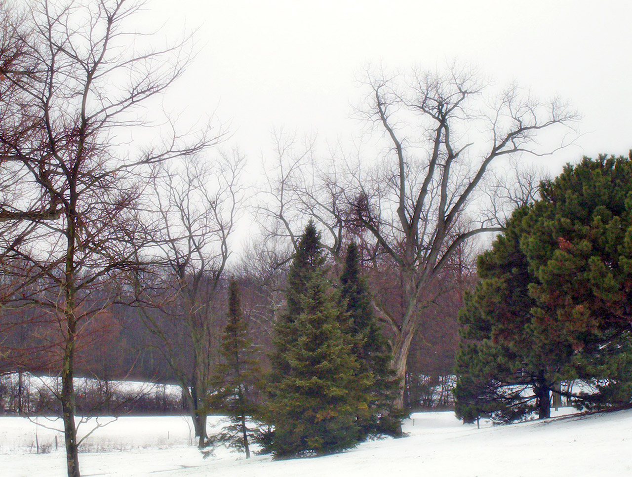 trees snow christmas free photo