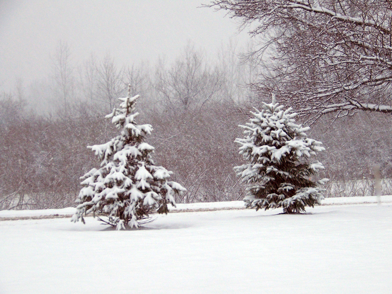 snow trees christmas free photo