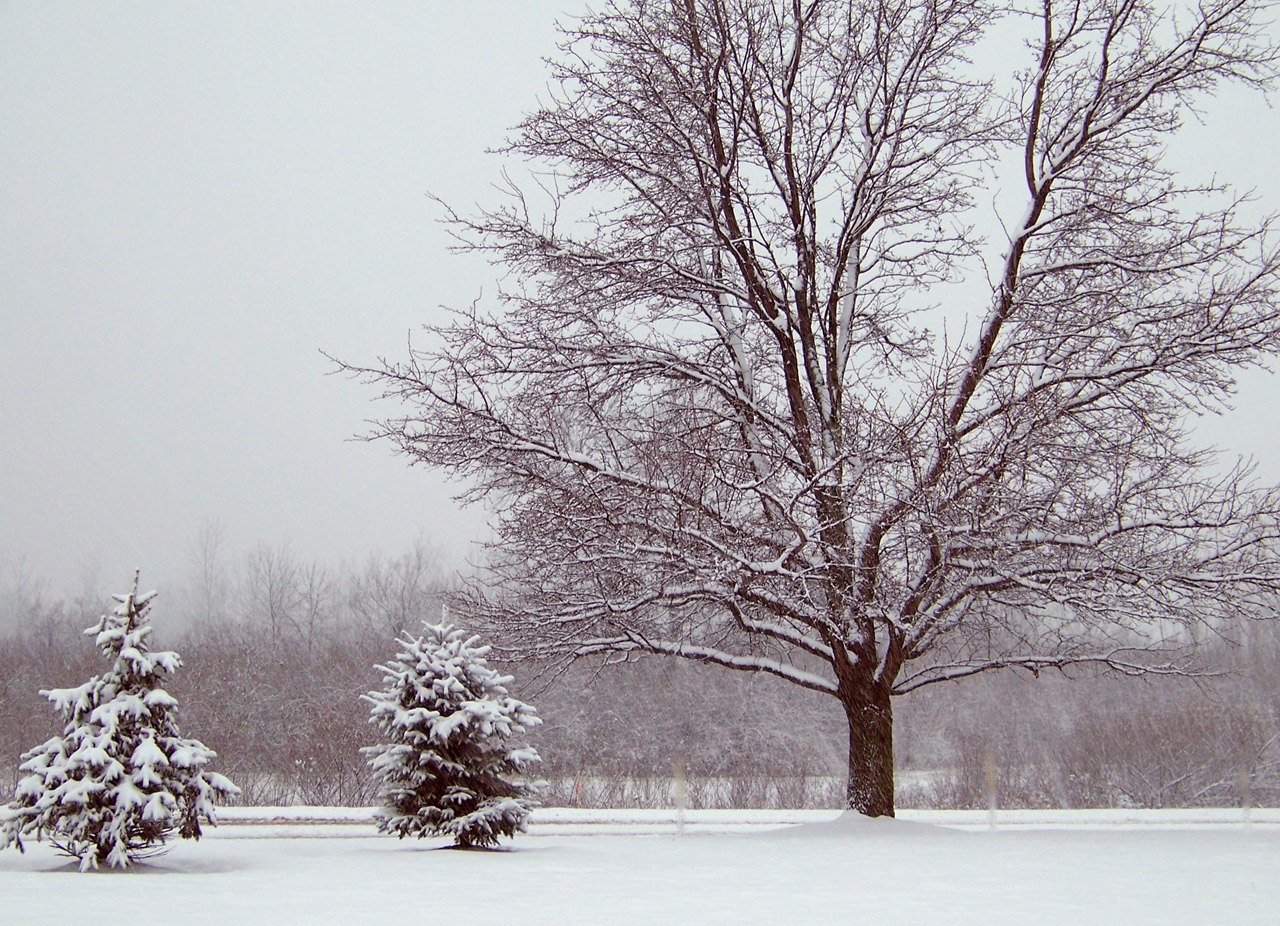 snow evergreen trees free photo