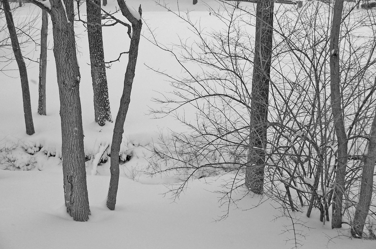 trees snow christmas free photo