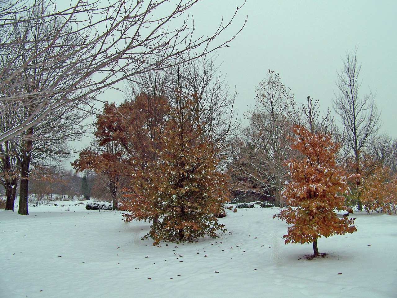 trees leaves snow free photo