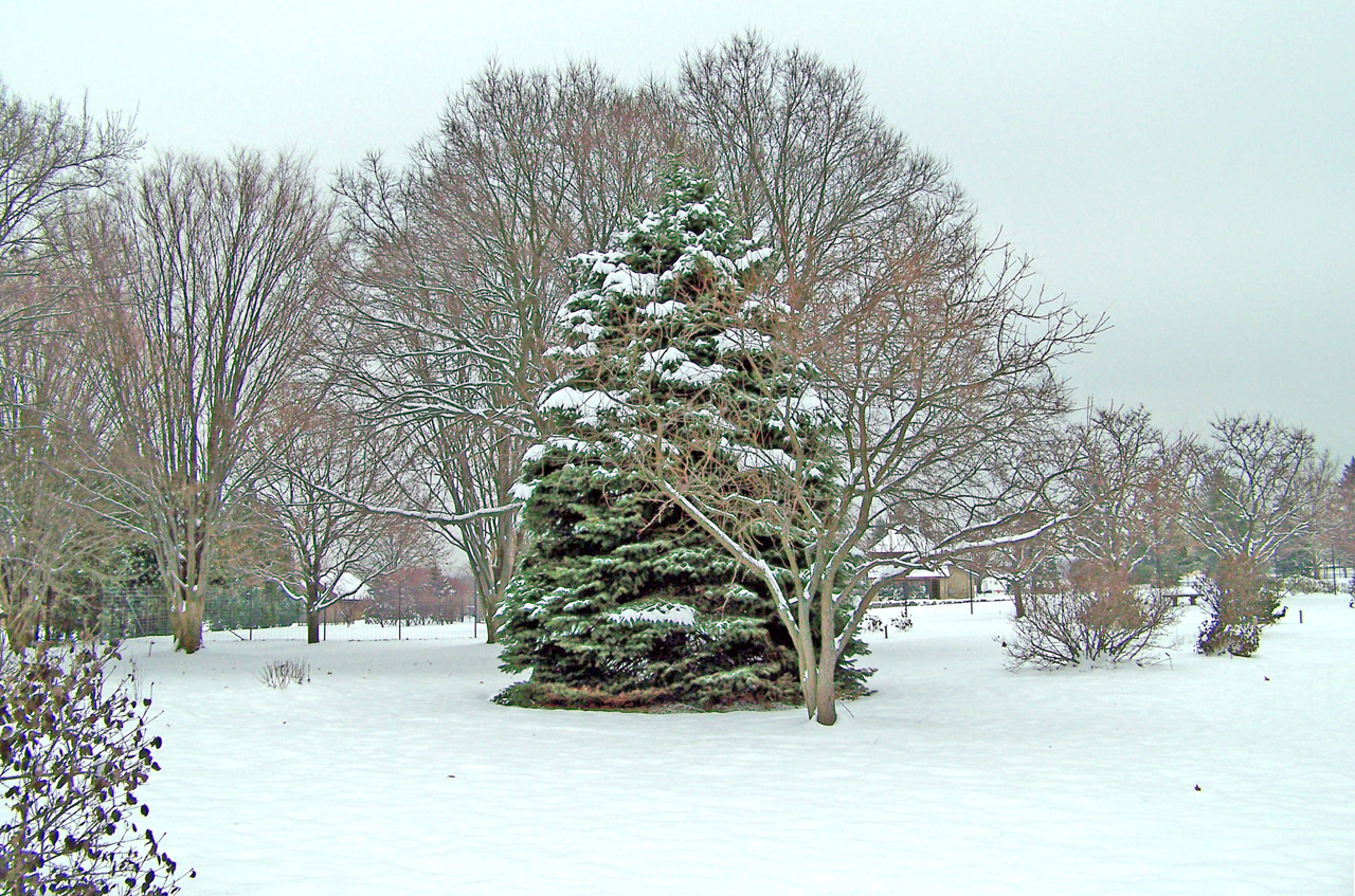 trees snow evergreen free photo