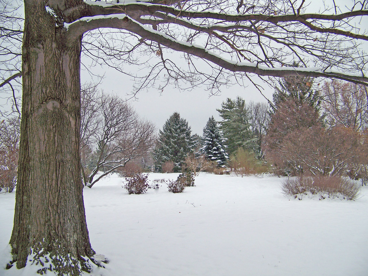 trees snow evergreens free photo