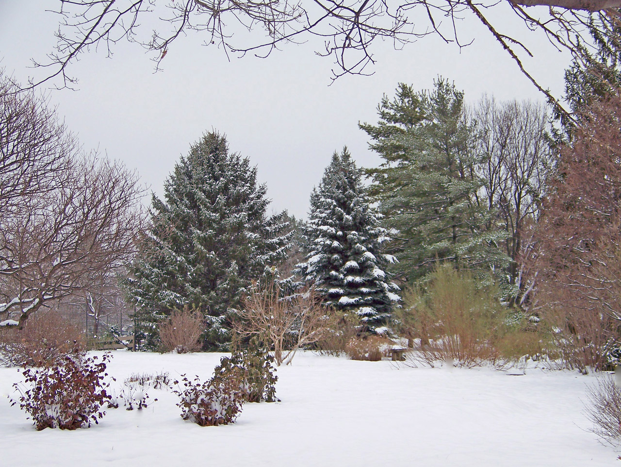 trees bushes snow free photo