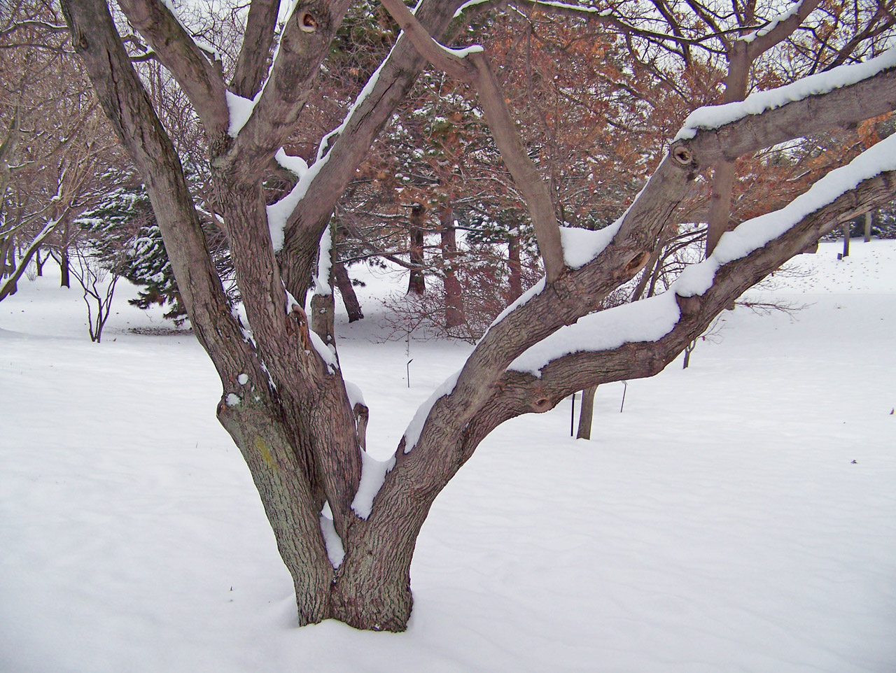 trees snow bushes free photo