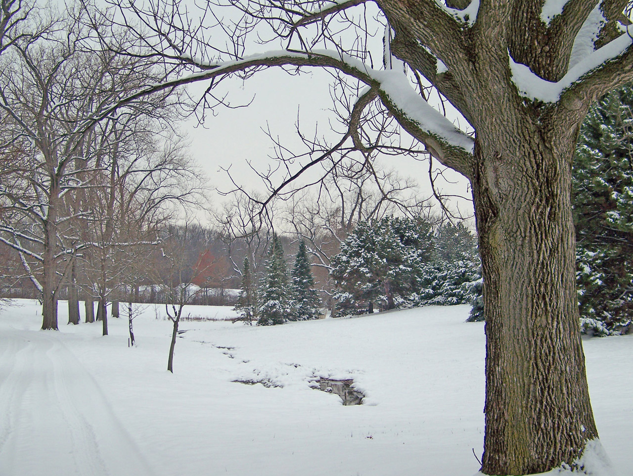 trees snow christmas free photo