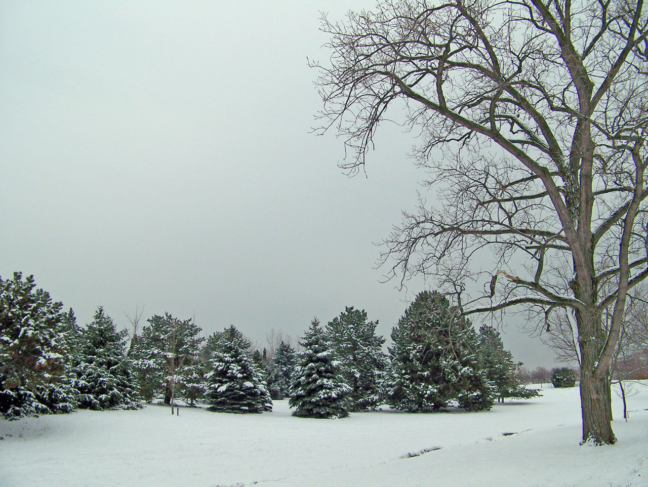 trees snow winter free photo