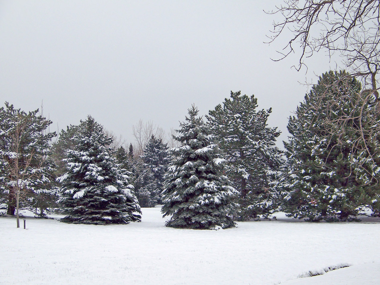 trees snow winter free photo