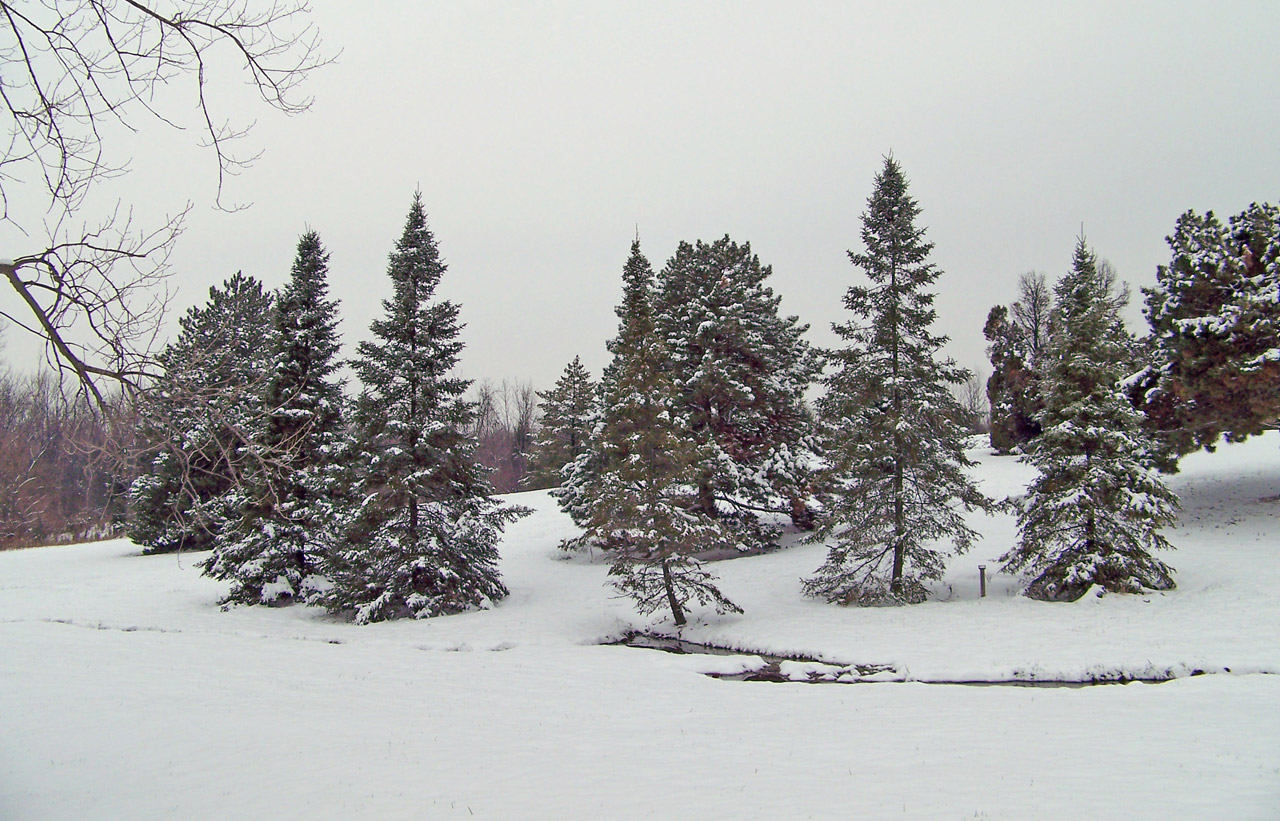 trees snow winter free photo