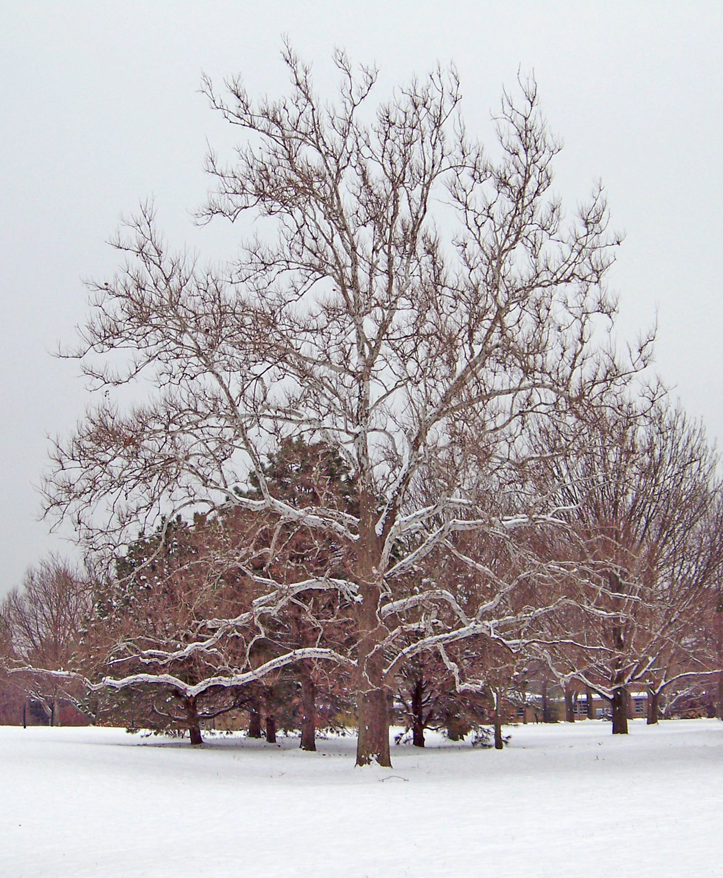 trees snow winter free photo